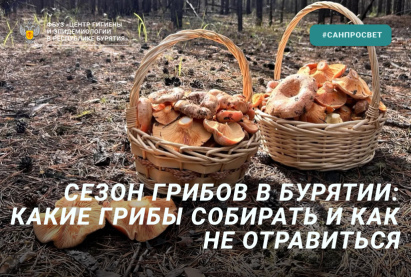 Сезон грибов в Бурятии: какие грибы собирать и как не отравиться